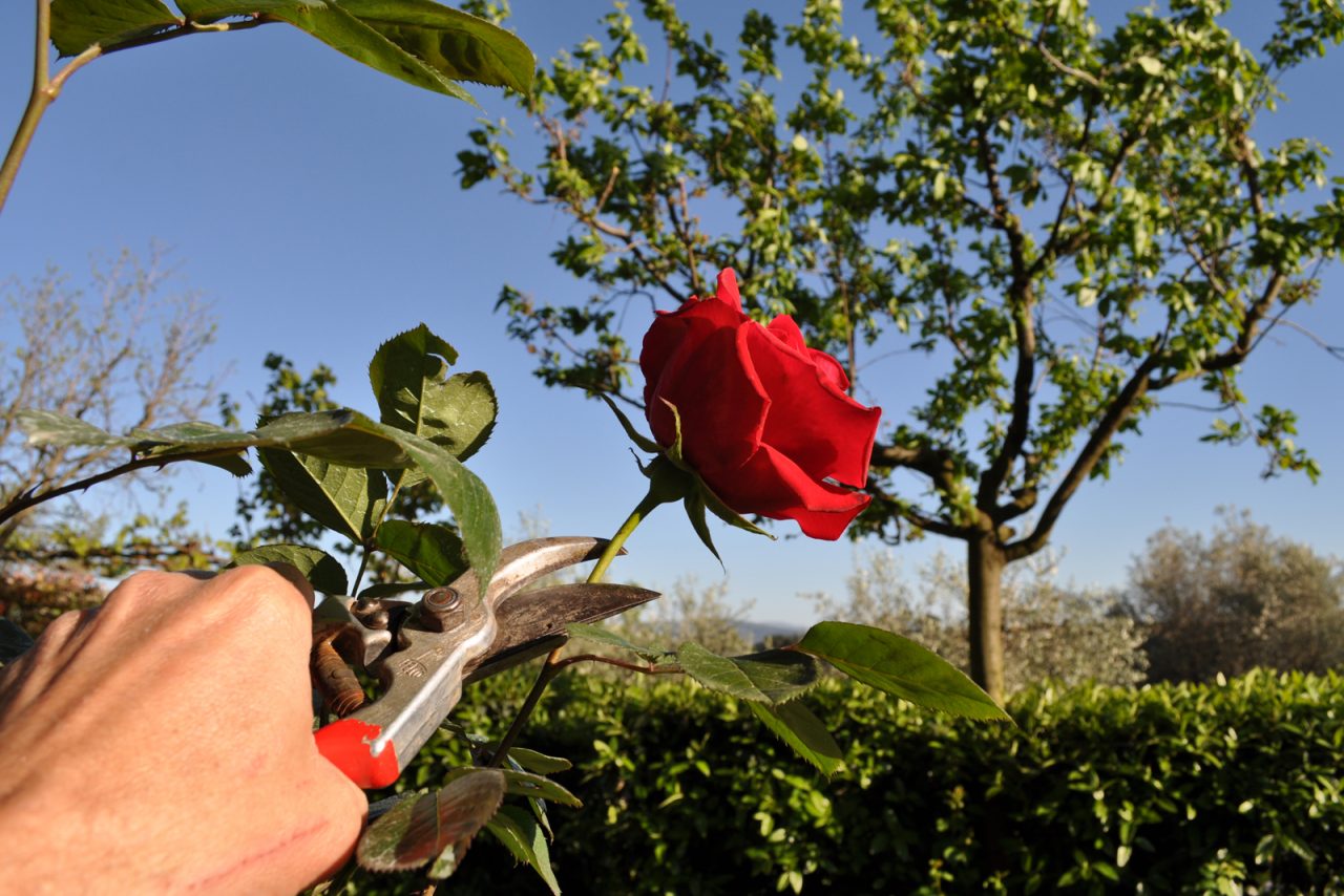 Corsi di coltivazione delle rose