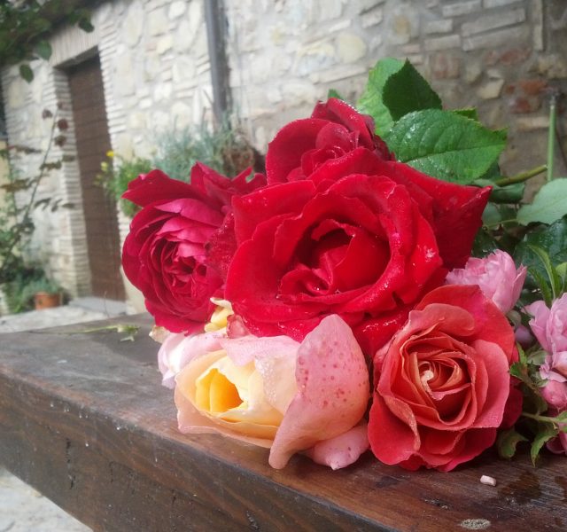 Le rose antiche italiane dalla prospettiva anglosassone