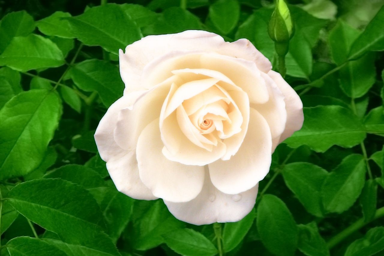 Profumo di rose bianche