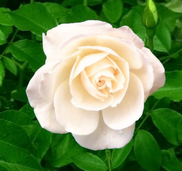 Profumo di rose bianche