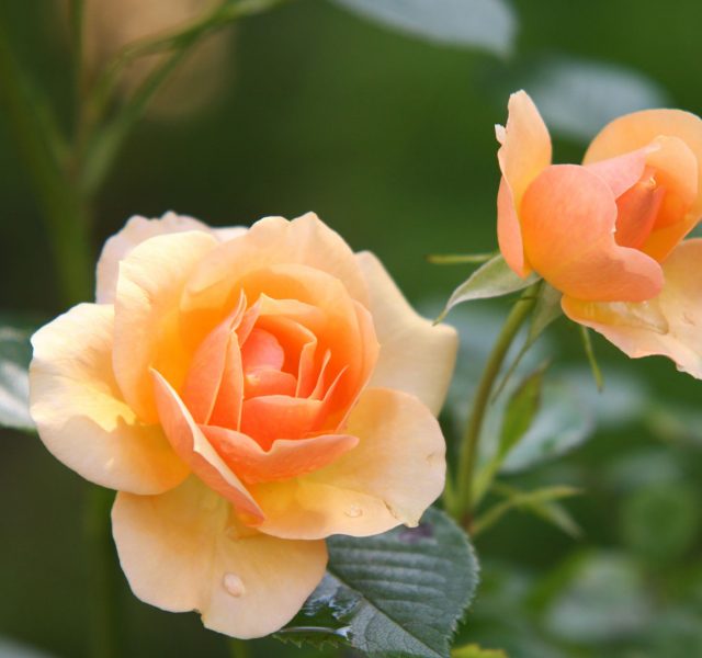 A Rose is a Rose is a Rose. Rose Barni dal 1882