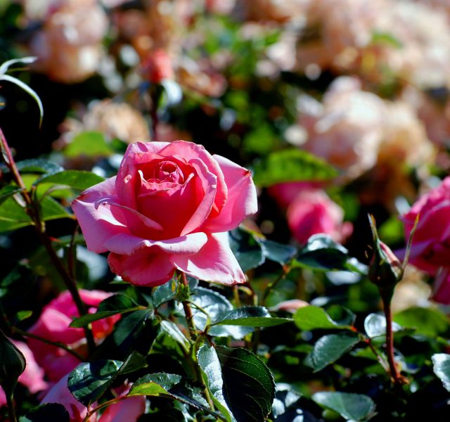 I giorni delle rose sbanca e porta a Spello 30mila visitatori