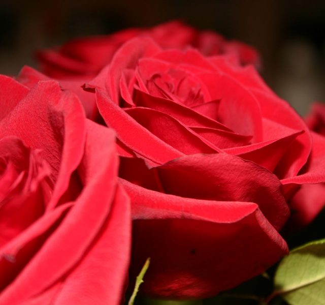 VII Concorso di Poesia “Il Sempre delle Rose”