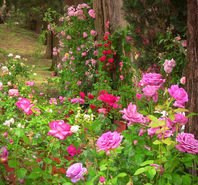 1° Concorso “I Giardini delle Rose”