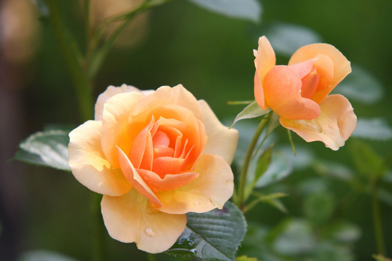 A Rose is a Rose is a Rose. Rose Barni dal 1882