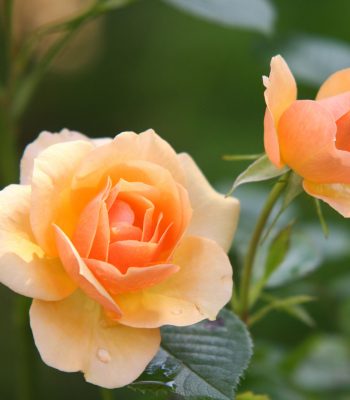 A Rose is a Rose is a Rose. Rose Barni dal 1882