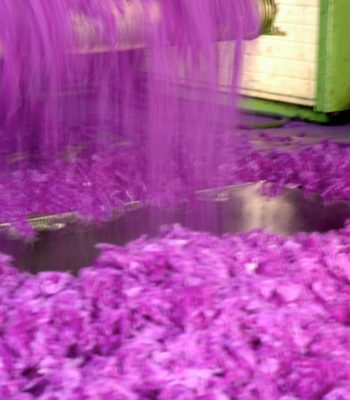 Le sciarpe tinte con le rose di Claudio Cutuli