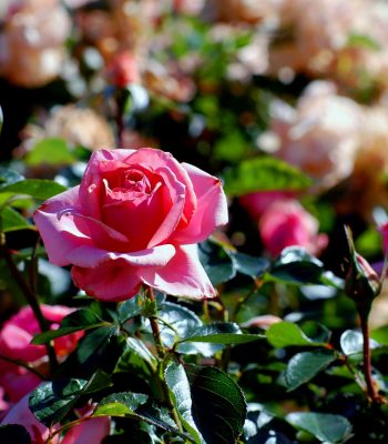 I giorni delle rose sbanca e porta a Spello 30mila visitatori