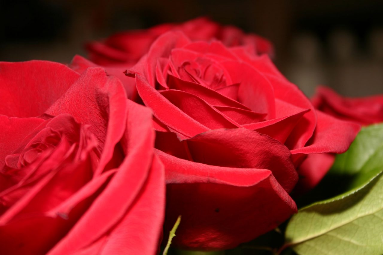 VII Concorso di Poesia “Il Sempre della Rosa”