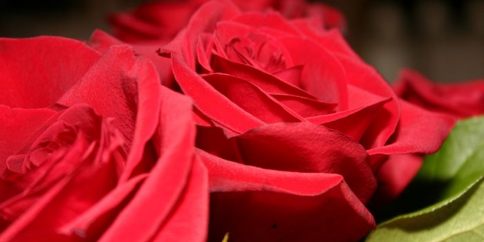 VII Concorso di Poesia “Il Sempre delle Rose”